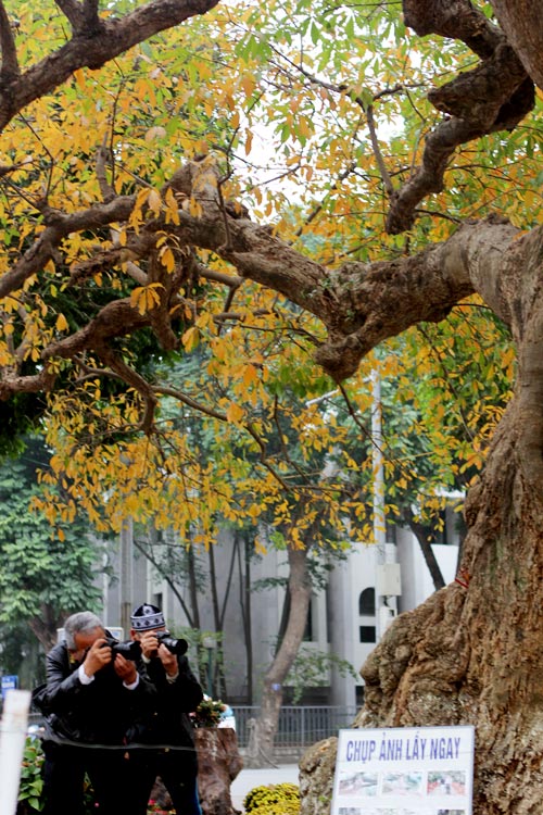 Cảnh đẹp Hồ Gươm: Lộc vừng thay l&aacute;